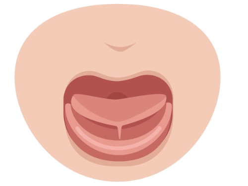 Animated mouth with tethered oral tissues